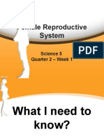 Female Reproductive System Explained