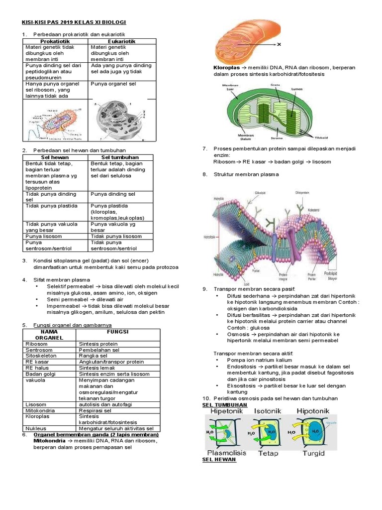 Kisi Kisi Pas 2019 Bio Pdf