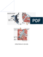 STRUCTURE of A Fish Gills