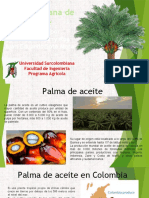 Exposicion 1 Palma de Aceite - Pptx.domn