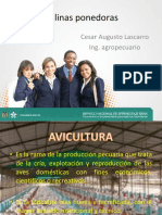 gallinasponedorasaviculturasena-140216220939-phpapp02