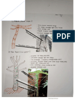 Morfologi tumbuhan(Caulis)_Huri Fadilah_R2B