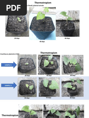 Thermotropism In Plants