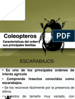 Orden Coleoptera (Escarabajo)