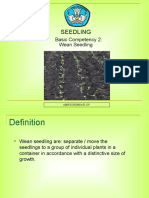 Seedling: Basic Competency 2: Wean Seedling