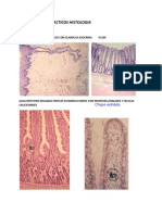 Preprácticos Histología Cat2