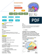 Generalidades Neuroanatomía