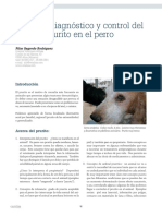 Enfoque Diagnostico Prurito Perro