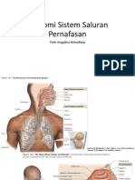 Anatomi Sistem Saluran Pernafasan DAN Prognosis - Rujukan