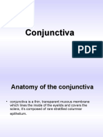 Conjunctiva