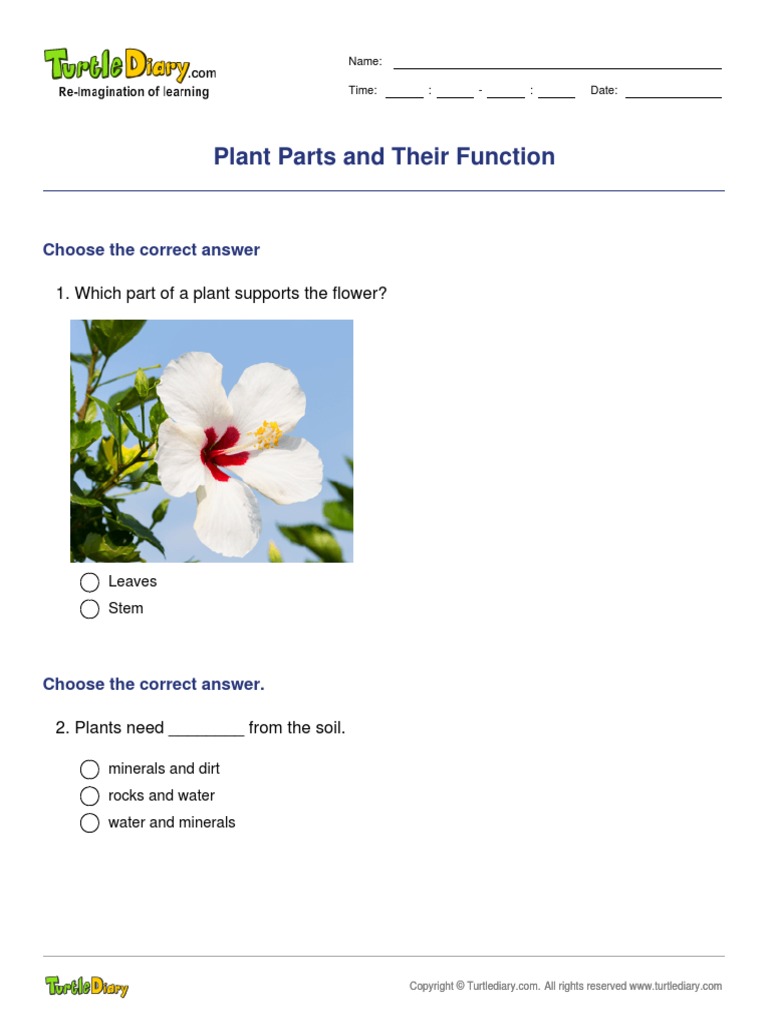 Plant Parts and Their Function | PDF | Root | Plants