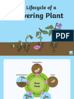 The Lifecycle Of a Flowering Plant (2)