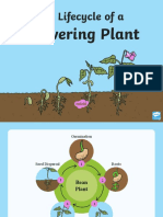 The Lifecycle of A Flowering Plant