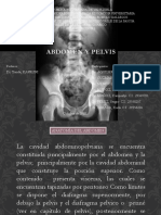 Pelvis y Abdomen