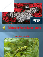 Metamorfhosis kupu-kupu