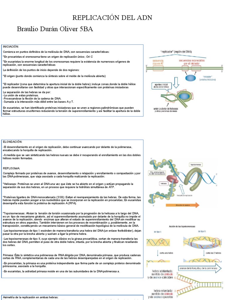 Infografía Replicación | PDF | Replicación De Adn | Adn