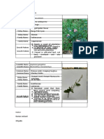 Cleome Rutidsperma: Rubber Plantation & Oil Palm