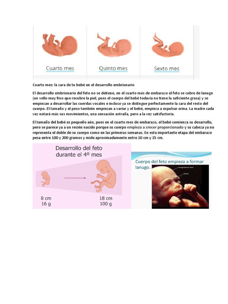 4to A 6to Mes | PDF | El embarazo | Piel