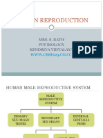 Human Reproduction: Mrs. S. Rath PGT Biology Kendriya Vidyalaya