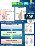 Mapa Conceptual Hidrocele-Renzo Becerra Ulloa