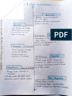 Lineas de Tiempo Bovinotecnia