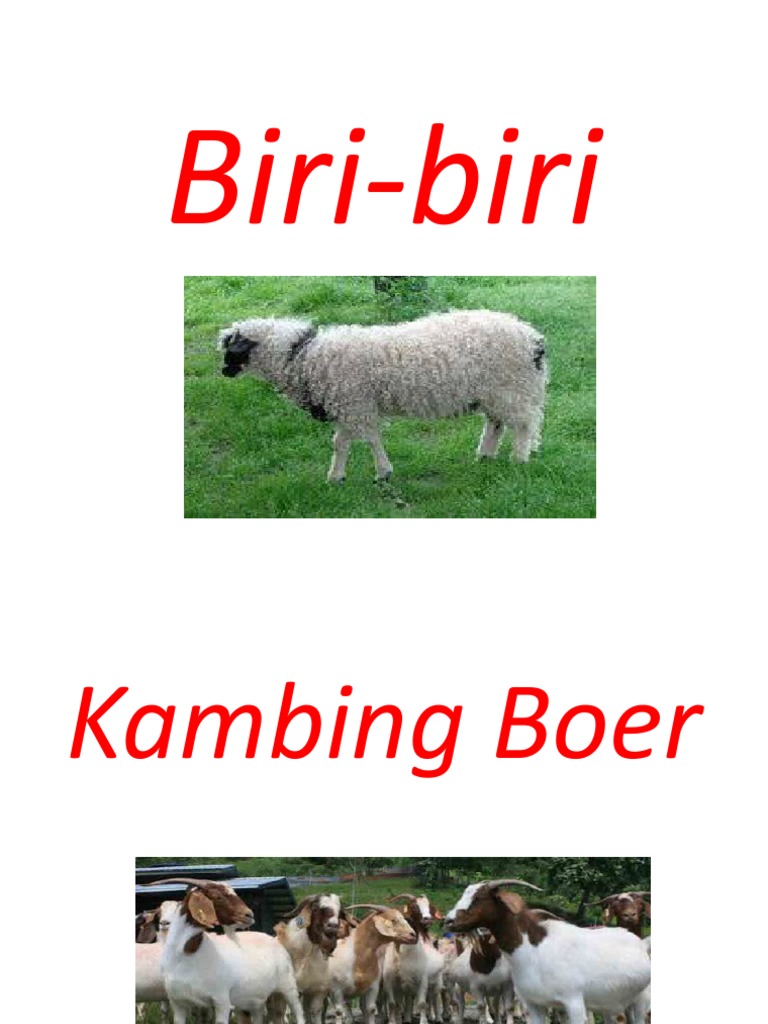 Mushuk onanizm porno