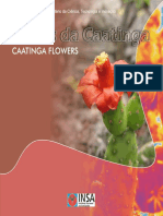 Flores Da Caatinga