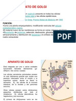 Aparato de Golgi: Función y procesos