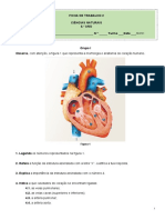 Ficha de Trabalho 2 - Sistema Cardiovascular