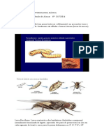 Atividade 11 de Entomologia Básica