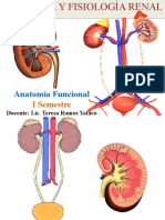 anatomia del sistema renal