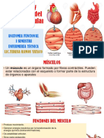 Funcion y Estructura Del Tejido Muscular