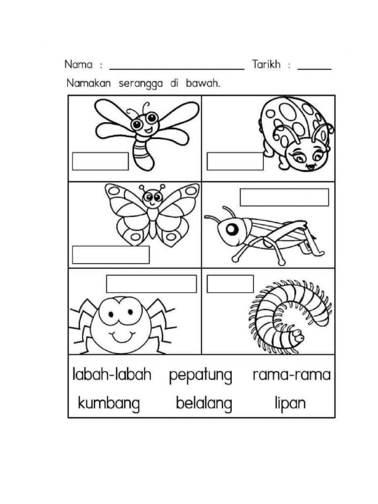 Insects Worksheets | PDF