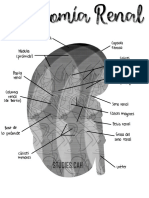 Anatomia Renal