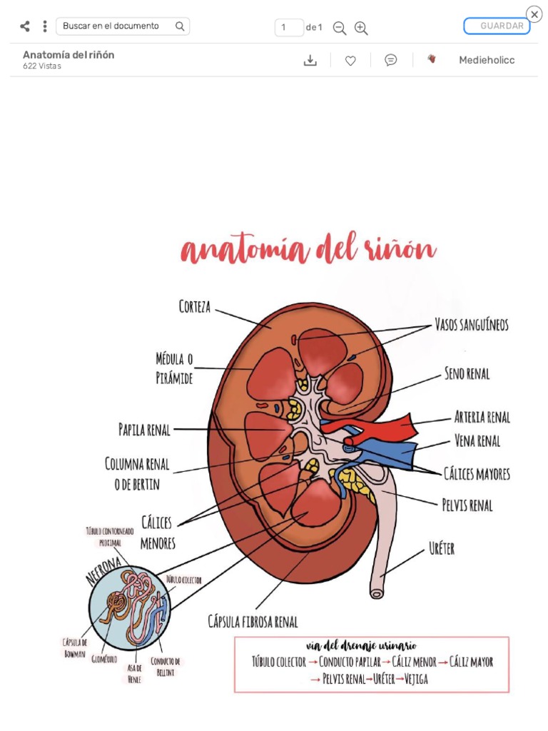 Anatomía del Riñón y sus Partes | PDF