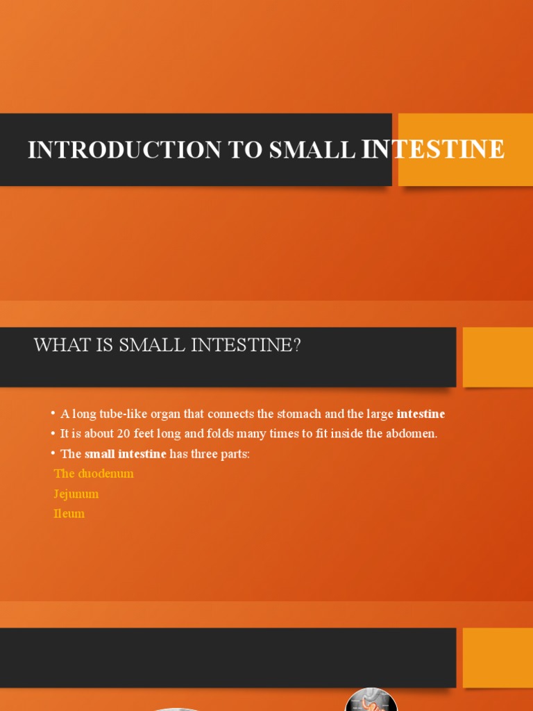 Overview of Small Intestine Functions | PDF