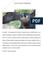 El halcón común: cortejo, cría y caza