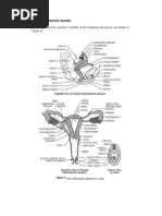 Rabbit Female Reproductive Anatomy | PDF | Wellness | Science & Mathematics
