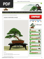 Junípero Horizontalis (Jacaré) _ ABC DO BONSAI