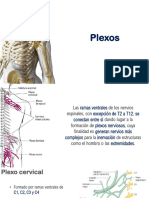 4.3 Plexo Cervical