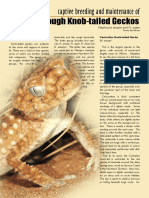 Rough Knob-Tailed Geckos: Captive Breeding and Maintenance of