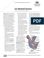 Avian Skeletal System: Tem Looks Similar To Those of Their