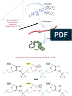 Tema 5.4. Transcripción Del ADN A ARN