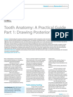 Tooth Anatomy: A Practical Guide Part 1: Drawing Posterior Teeth