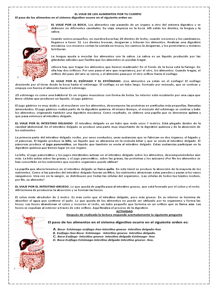 El Viaje De Los Alimentos Por Tu Cuerpo Pdf Digestión Intestino