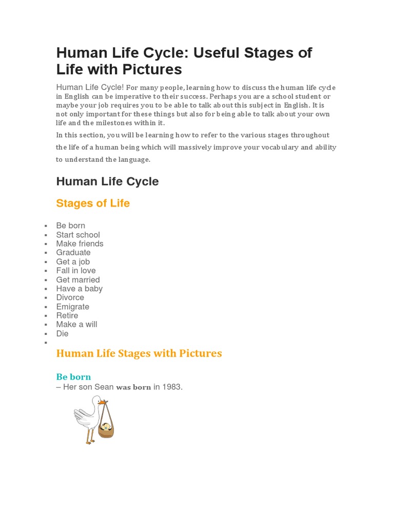 Human Life Cycle: Useful Stages of Life With Pictures | PDF