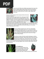 Download Ciri khusus tumbuhan by Syaiful Afif SN51598988 doc pdf