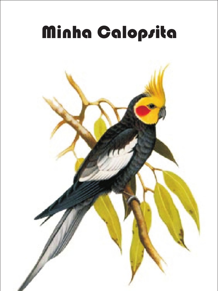 Cuidados e Alimentação da Calopsita | PDF | Aves | Diarreia