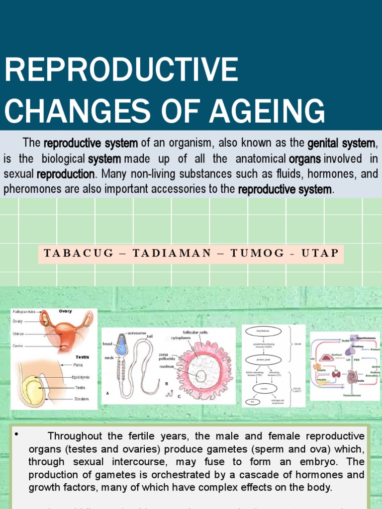 Aging and Changes in Reproductive Health | PDF | Reproductive System ...