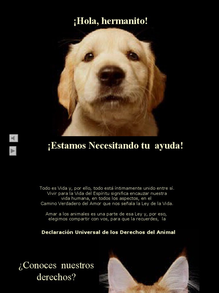 Cuanto cuesta tener un perro, image size:768x1024
